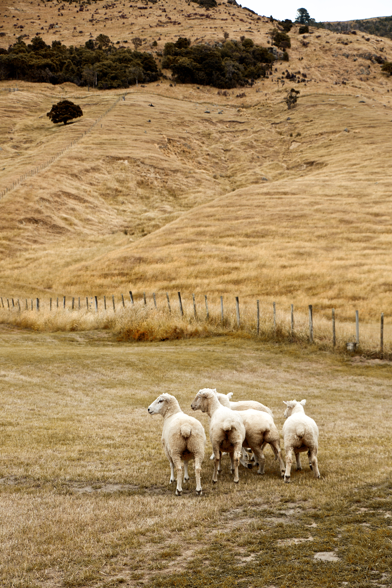 Akaroa Port New Zealand - things to do in New Zealand Akaroa sheep farm scotland