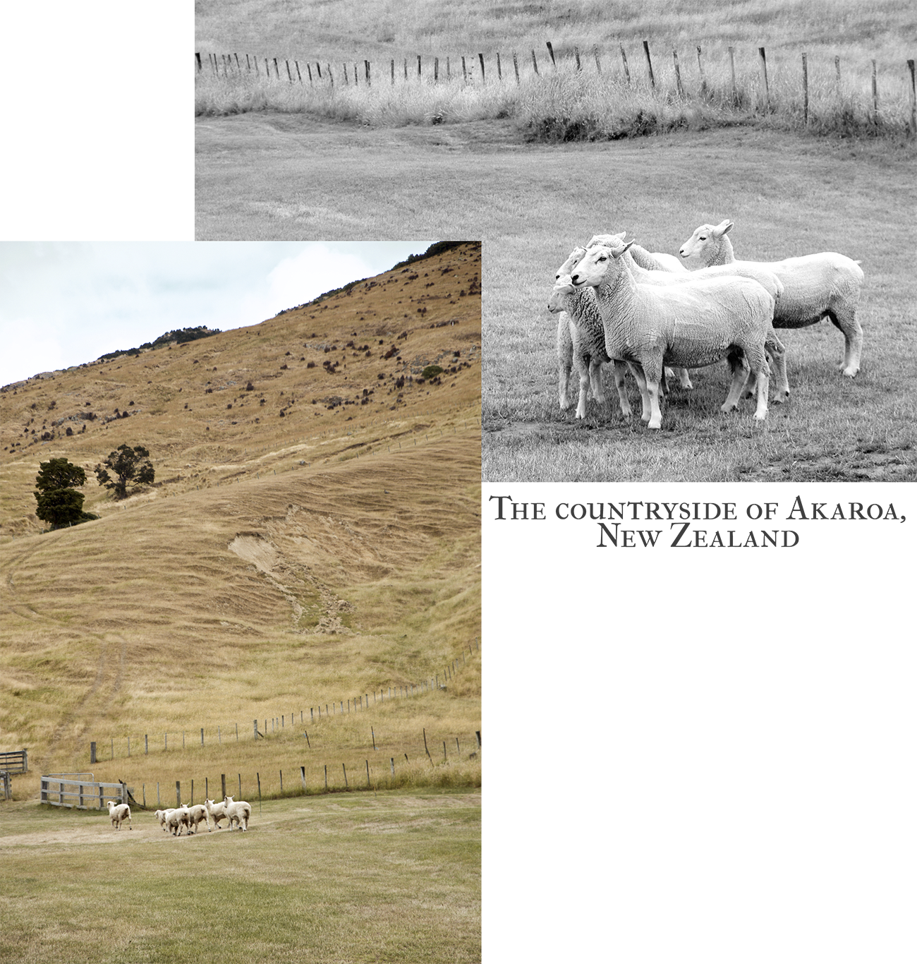 sheep farm in akaroa new zealand