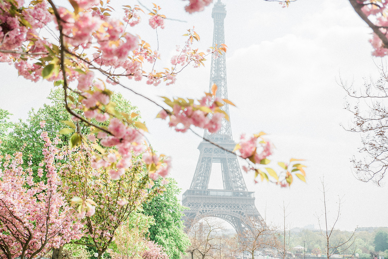 Paris Spring Eiffel Tower Cherry Blossoms