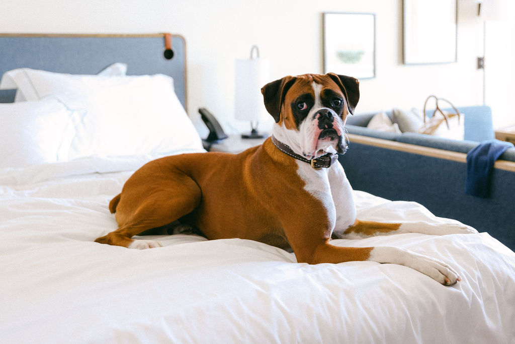 dog at boutique hotel monterey beach hotel bed