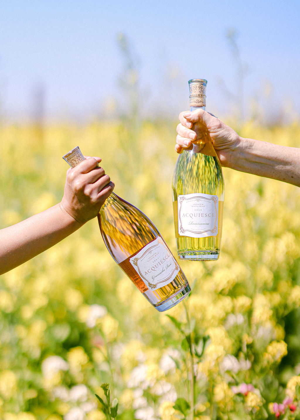 Two bottles of Acquiesce Winery Grenache Rosé and Roussanne held against field of yellow mustard flowers under blue sky in Lodi wine country